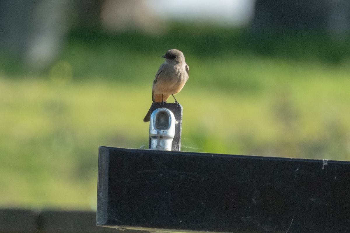 Say's Phoebe - ML646432742