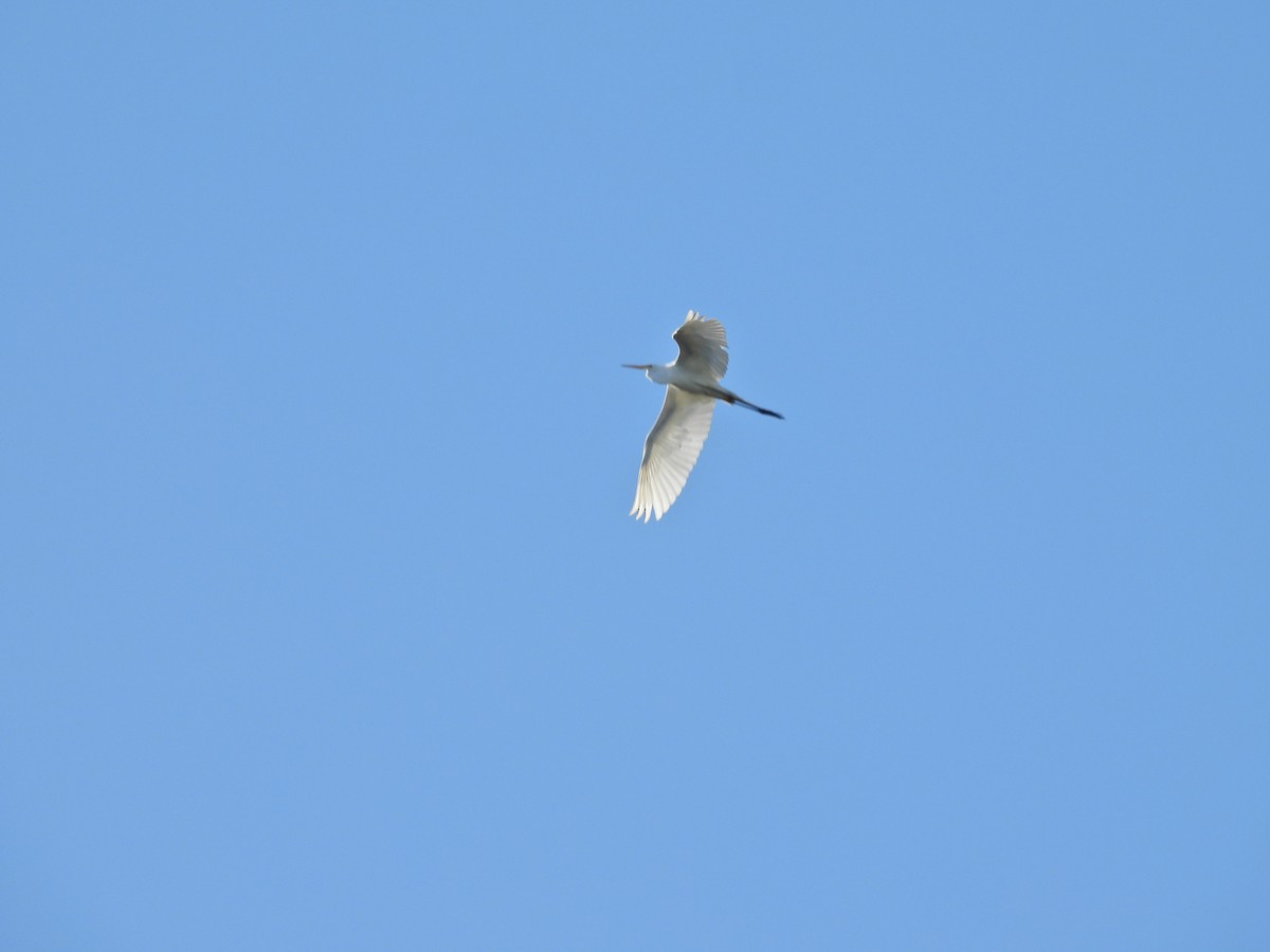 Koartza zuria - ML646432743