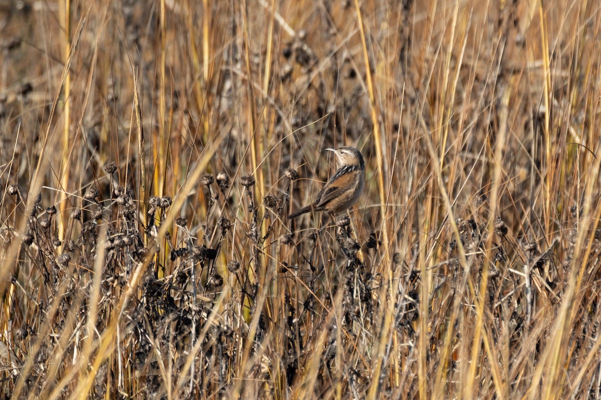 Marsh Wren - ML646432744