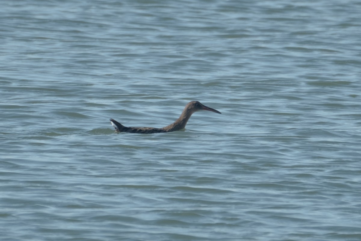 Ridgway's Rail - ML646432746