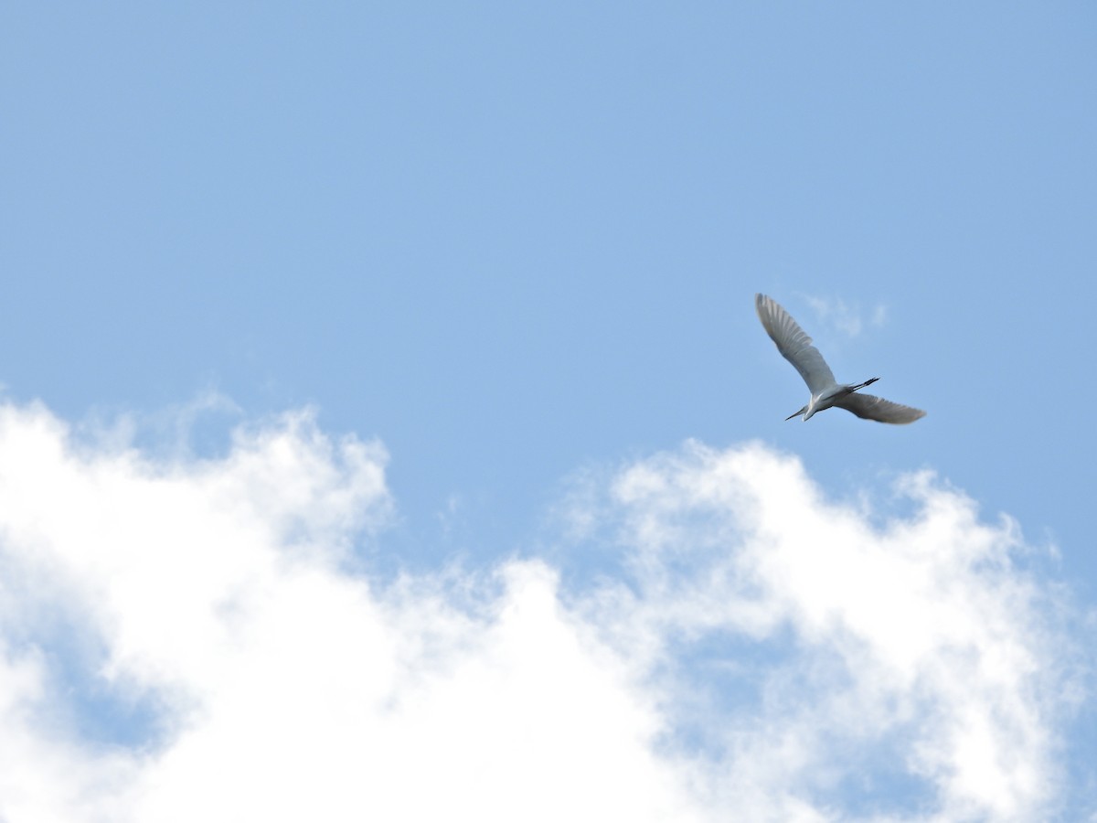 Great Egret - ML646432748