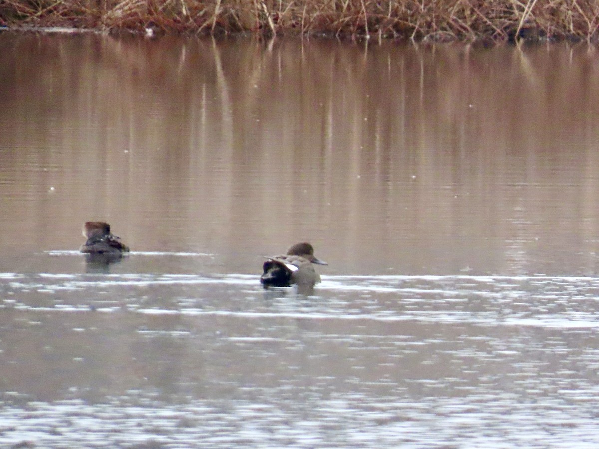 Gadwall - ML646432750