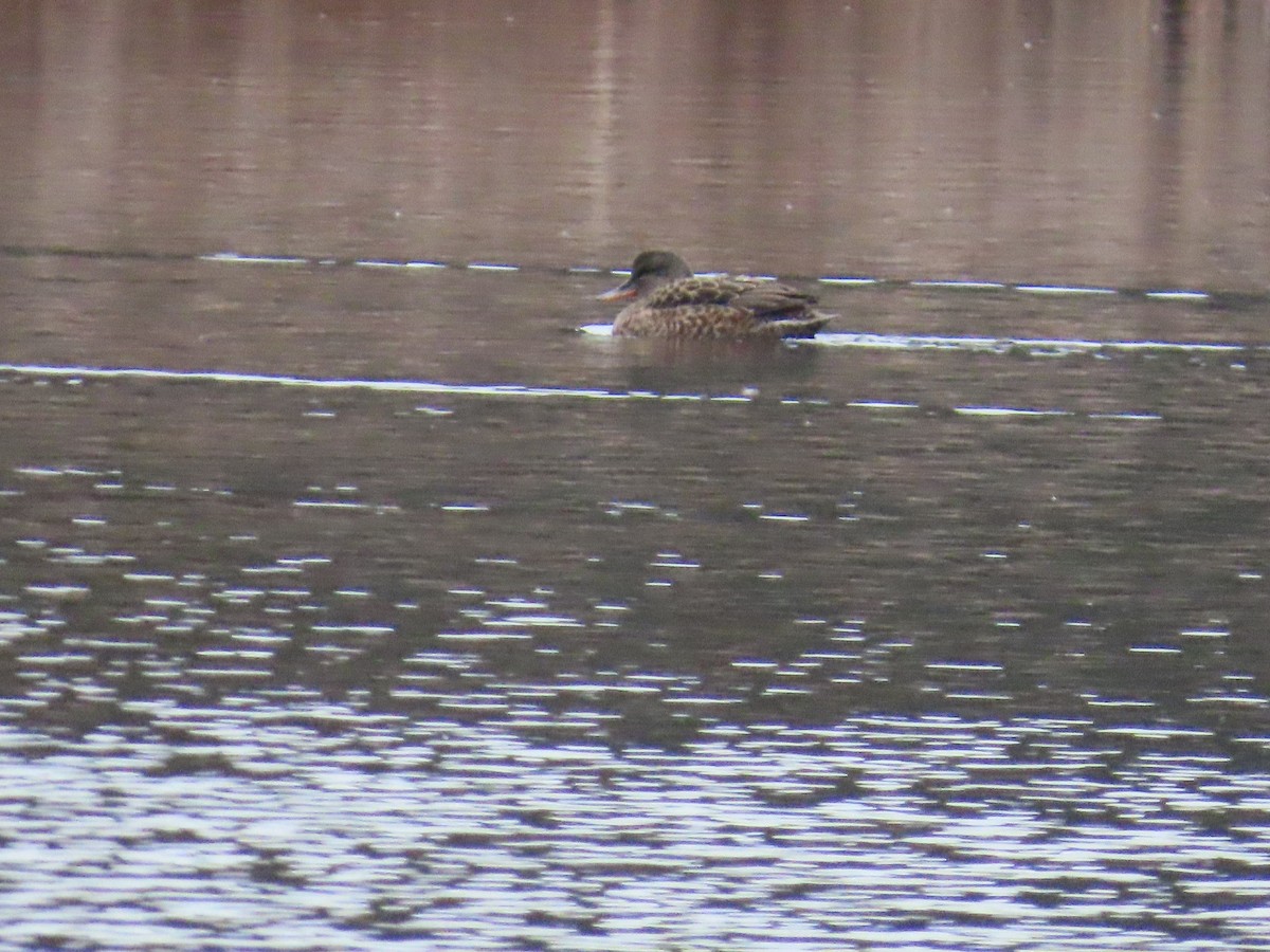 Canard chipeau - ML646432751