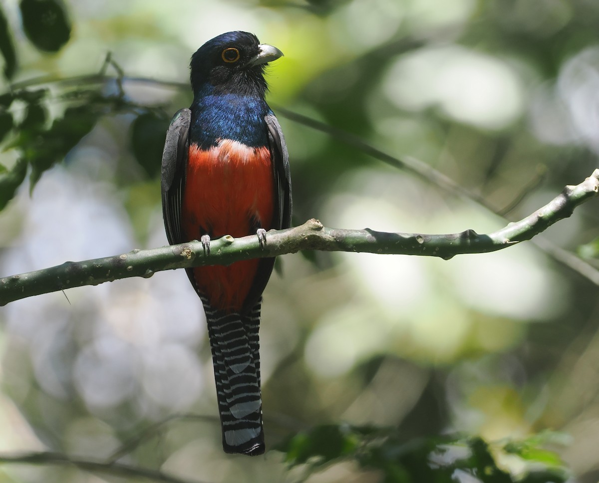 Trogon couroucou - ML646432752