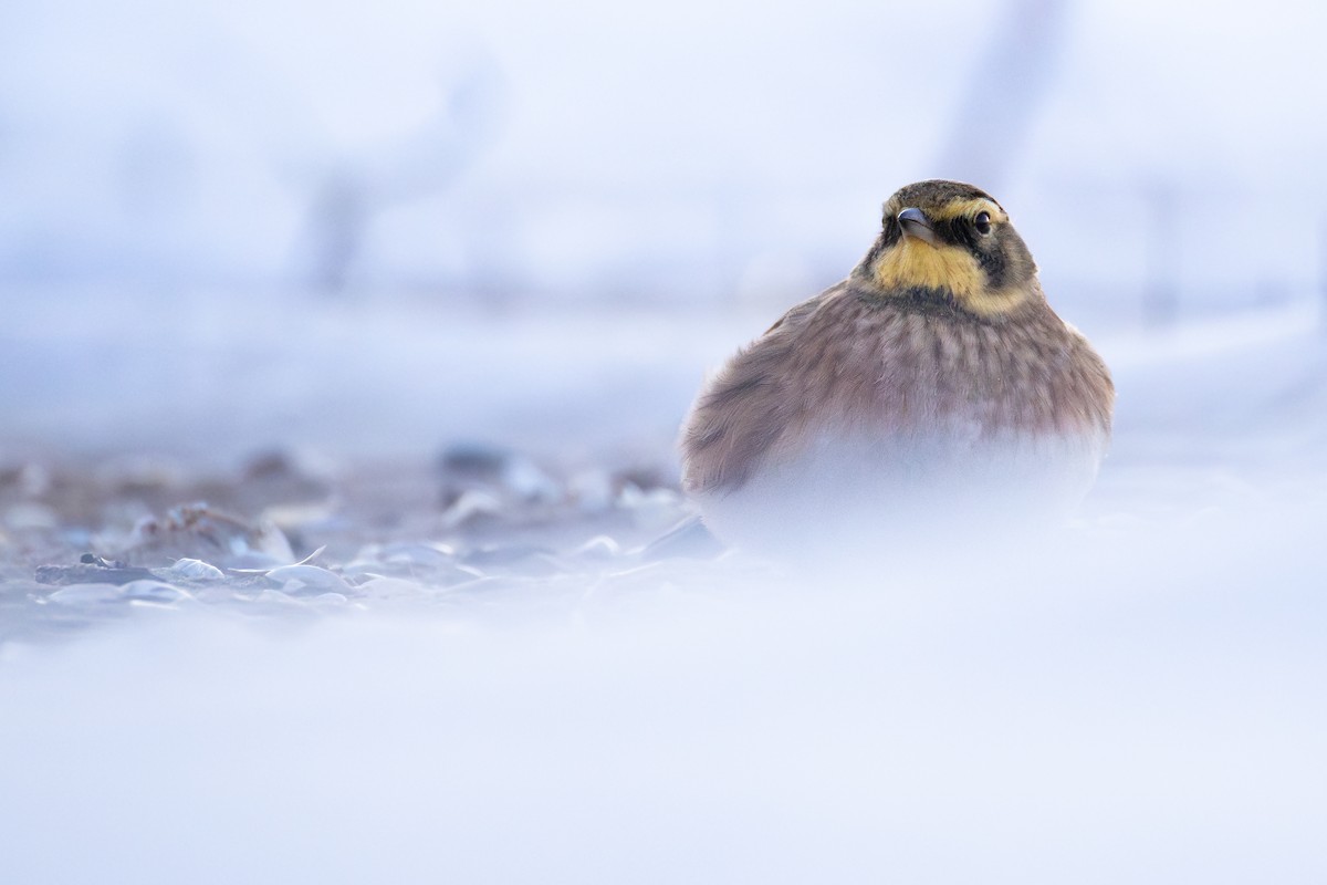 Alouette hausse-col - ML646432754