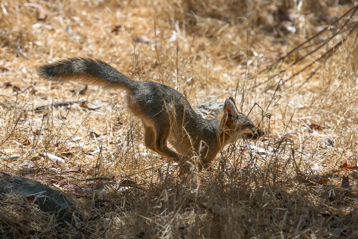 Santa Catalina Island Fox - ML646432755