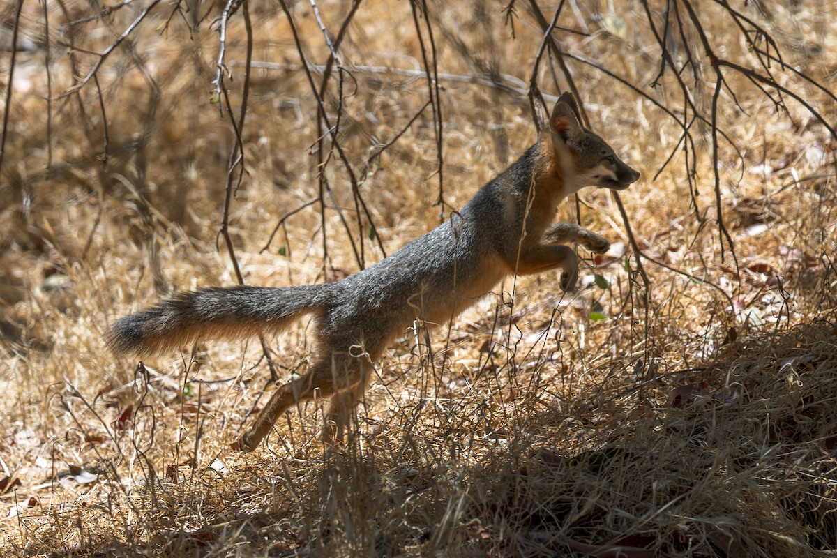 Santa Catalina Island Fox - ML646432757