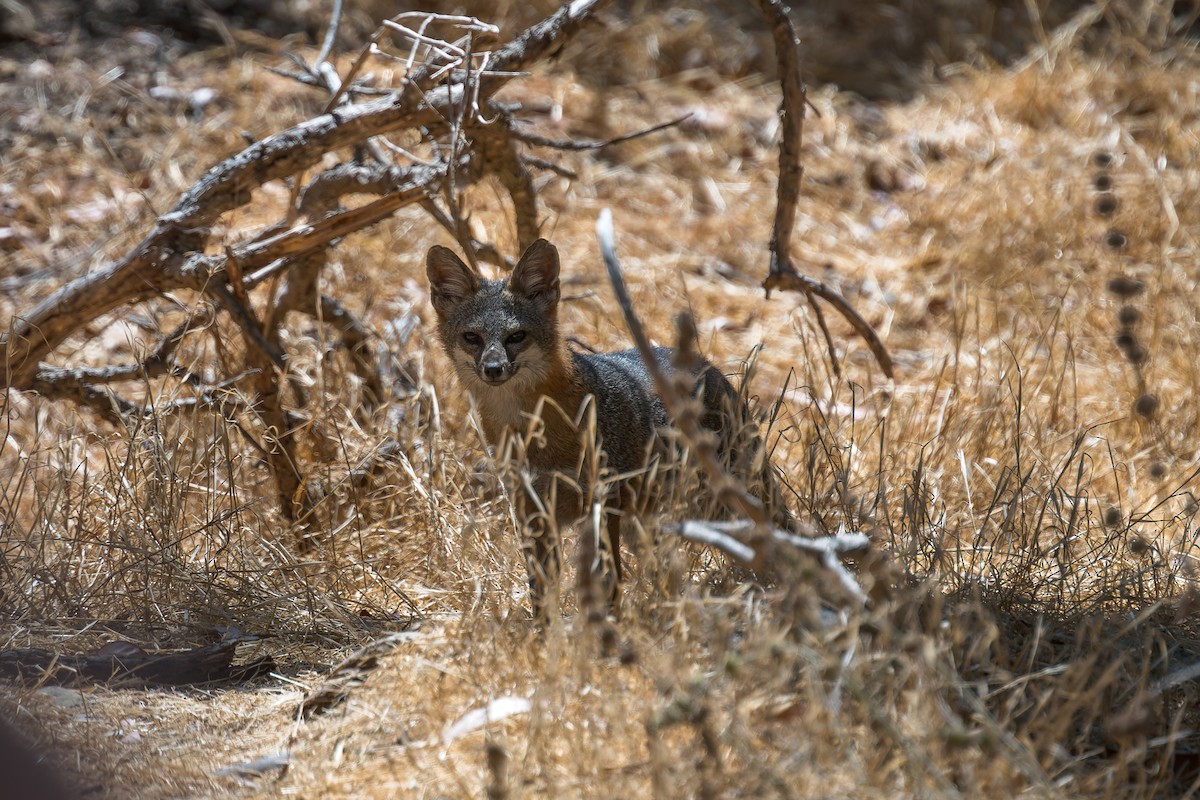 Santa Catalina Island Fox - ML646432758