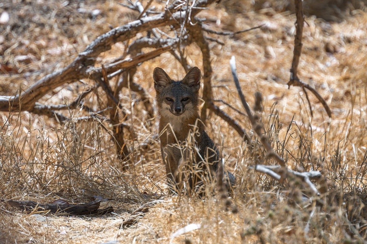 Santa Catalina Island Fox - ML646432759