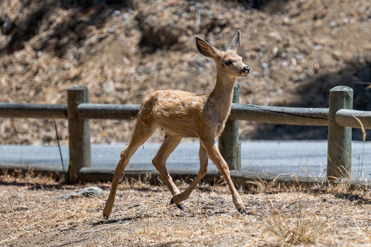 Mule Deer - ML646432760