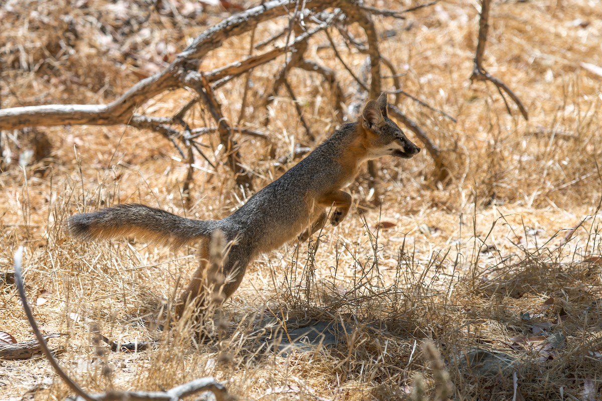 Santa Catalina Island Fox - ML646432761