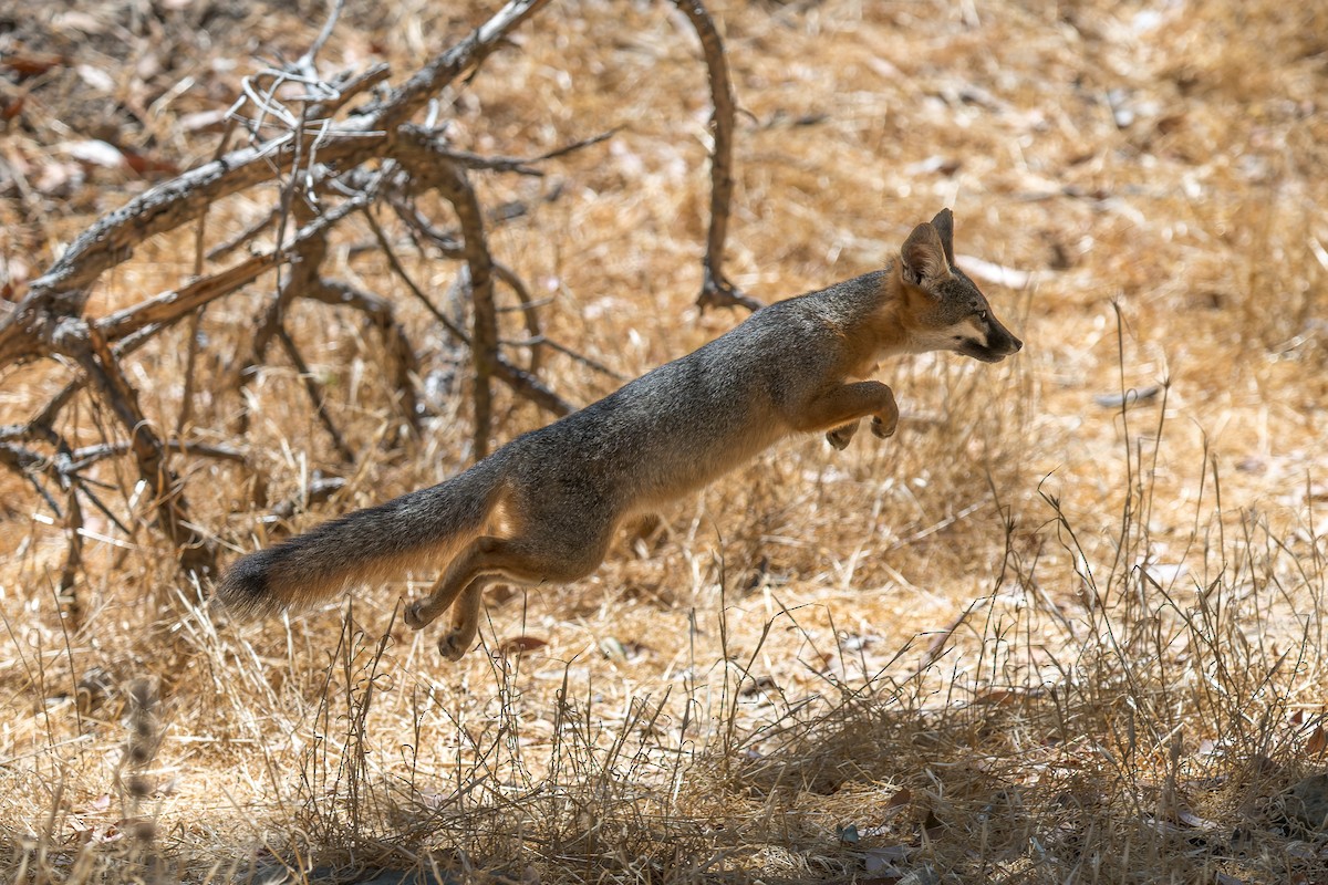 Santa Catalina Island Fox - ML646432762