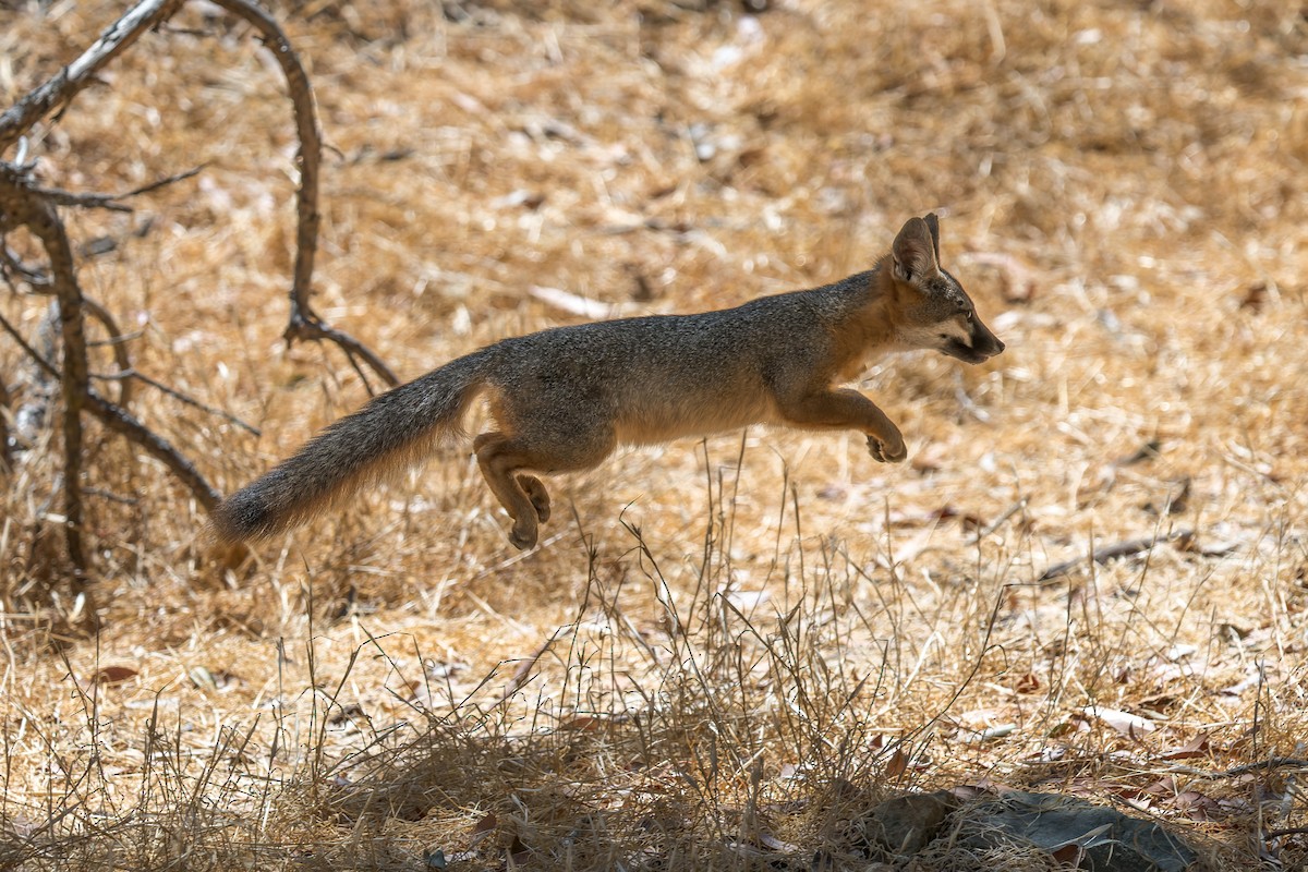 Santa Catalina Island Fox - ML646432763