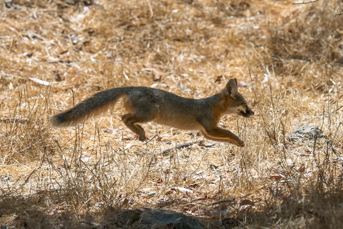 Santa Catalina Island Fox - ML646432764