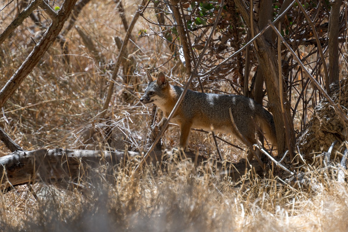 Santa Catalina Island Fox - ML646432765