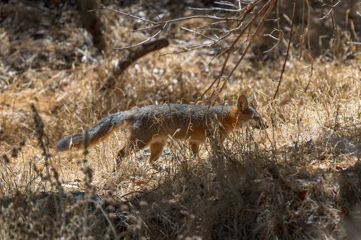 Santa Catalina Island Fox - ML646432766