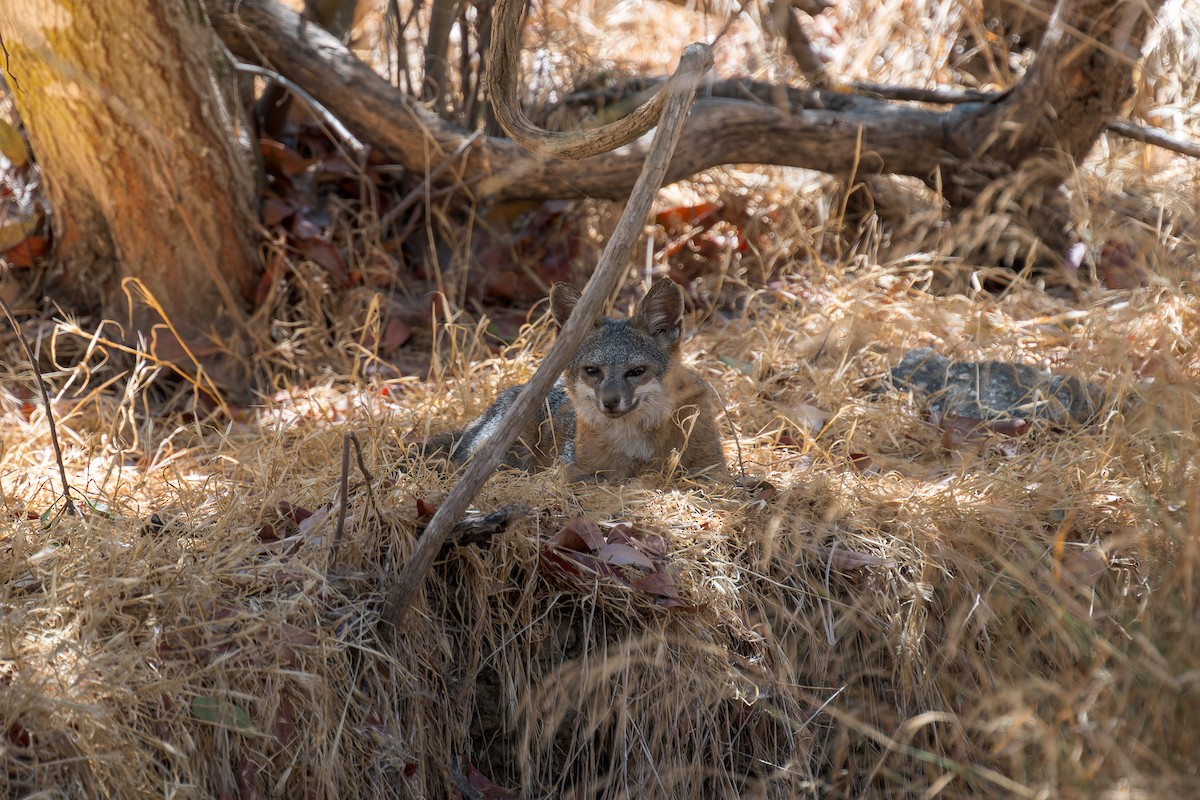 Santa Catalina Island Fox - ML646432767