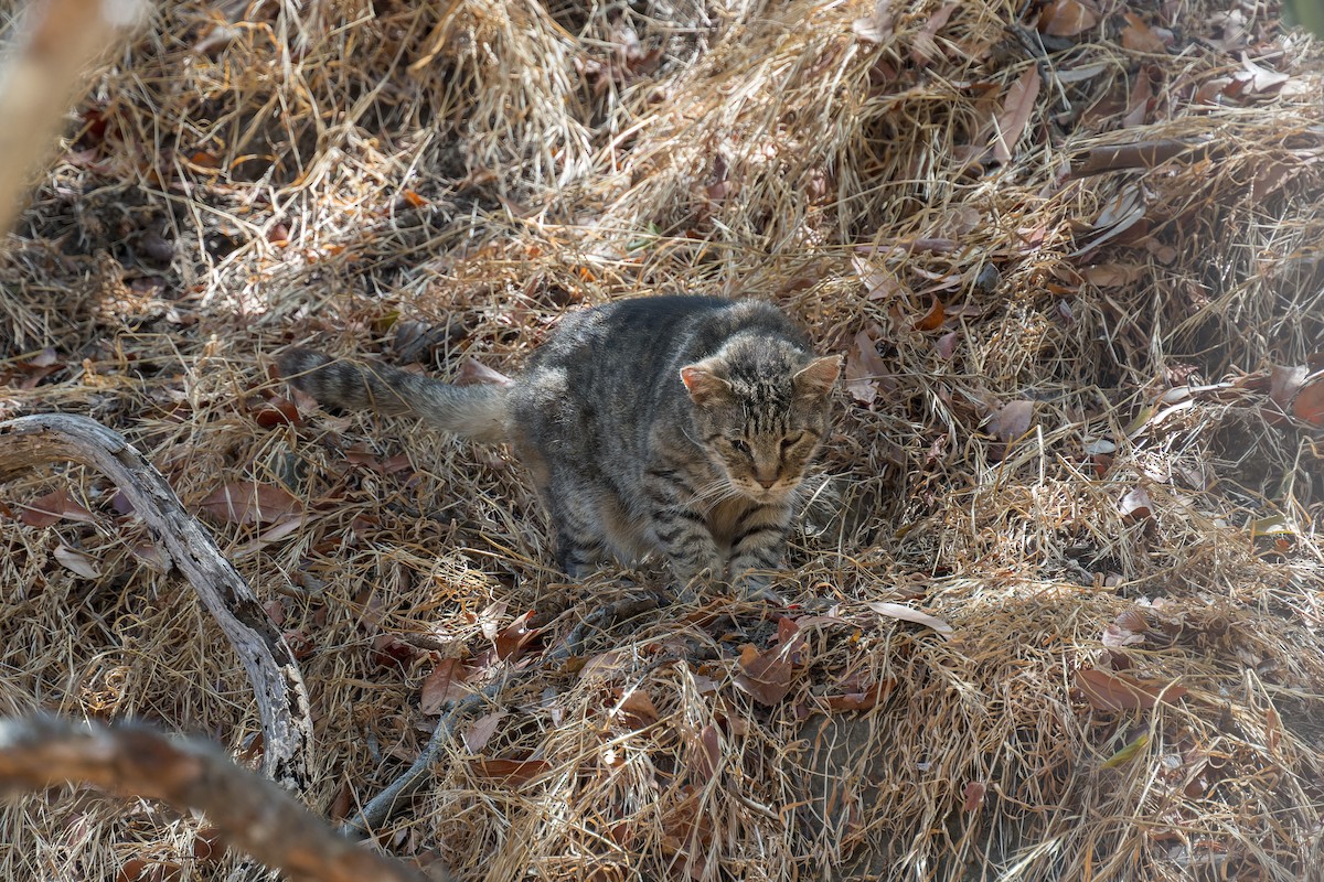 Domestic Cat - ML646432768