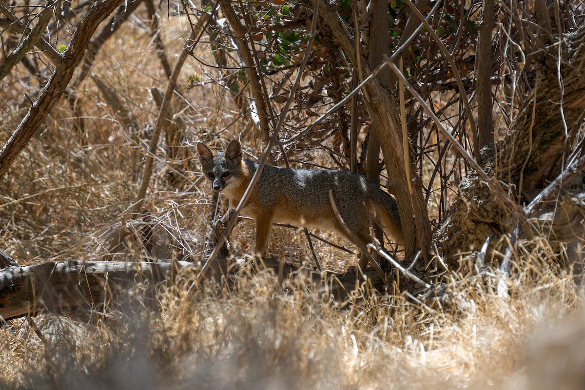 Santa Catalina Island Fox - ML646432769