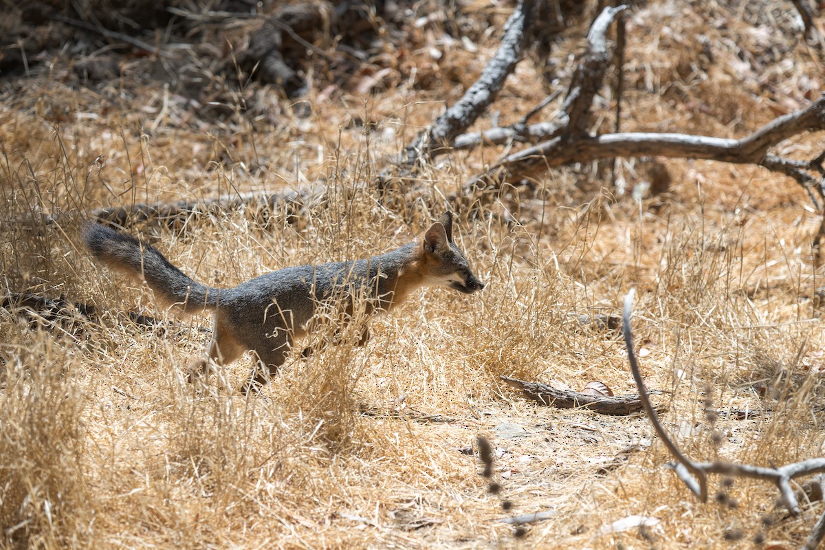 Santa Catalina Island Fox - ML646432770