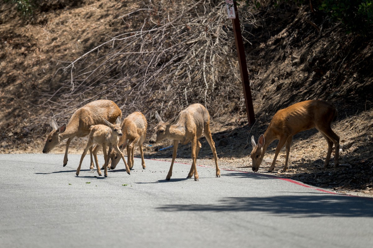 Mule Deer - ML646432771