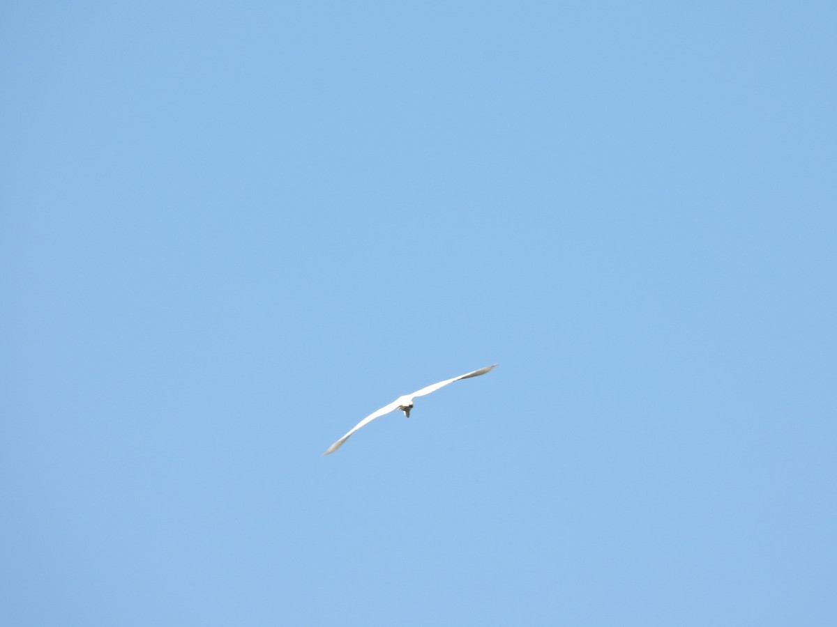 Grande Aigrette - ML646432772