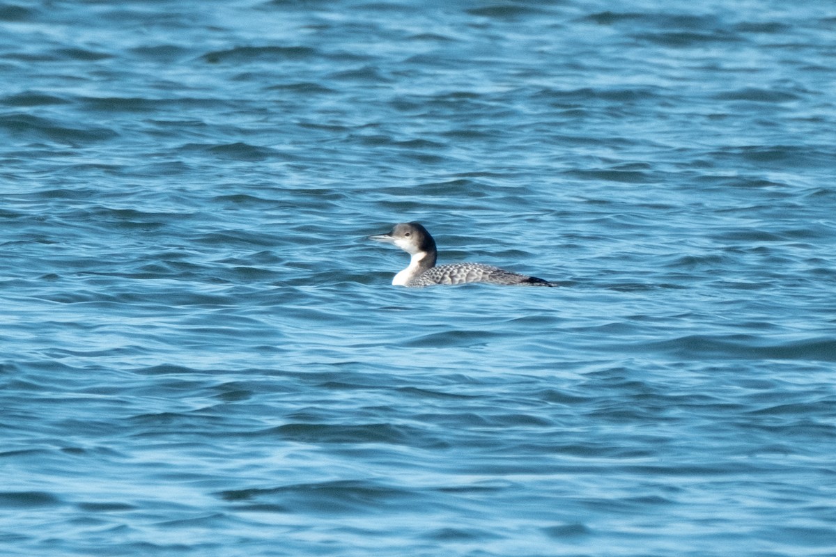 Plongeon huard - ML646432774