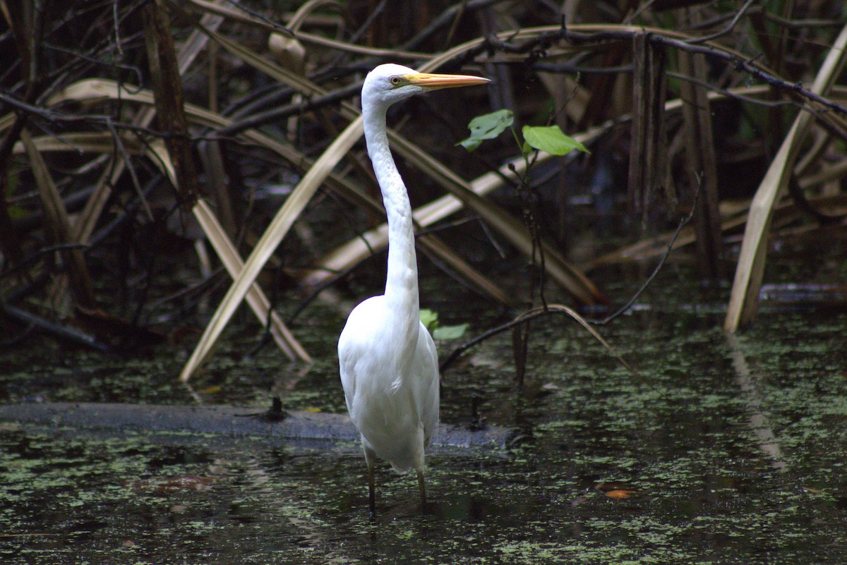 Grande Aigrette - ML646432775