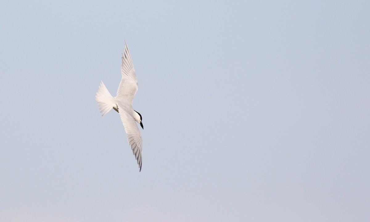 Sterne hansel - ML646432776