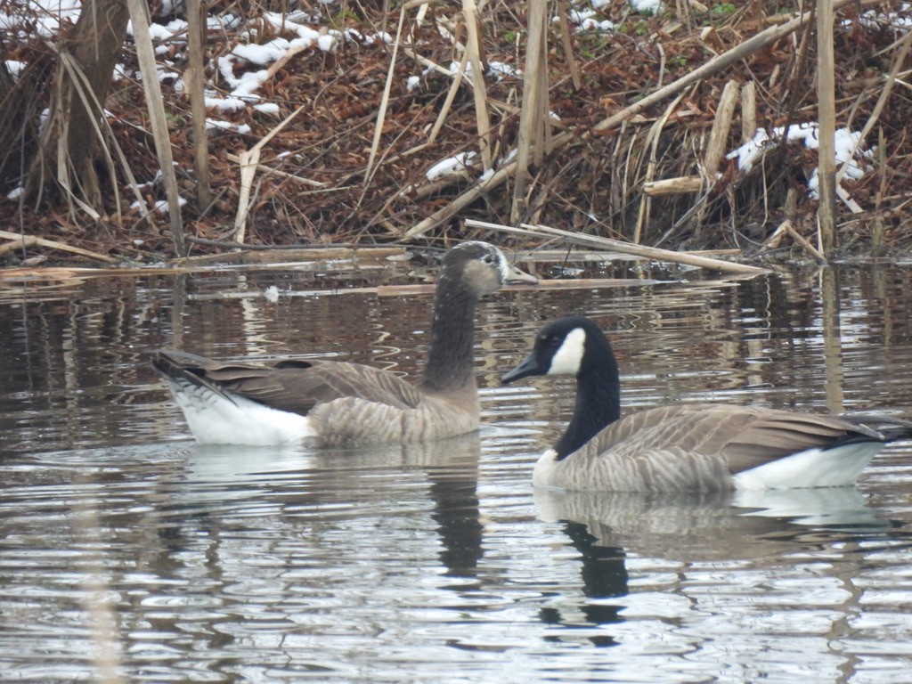 Anser sp. (forme domestique) - ML646432777