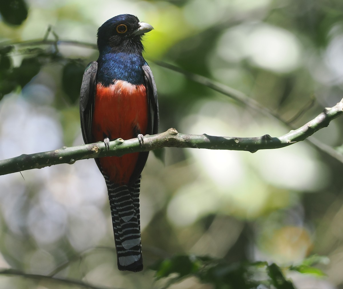 Trogon couroucou - ML646432779