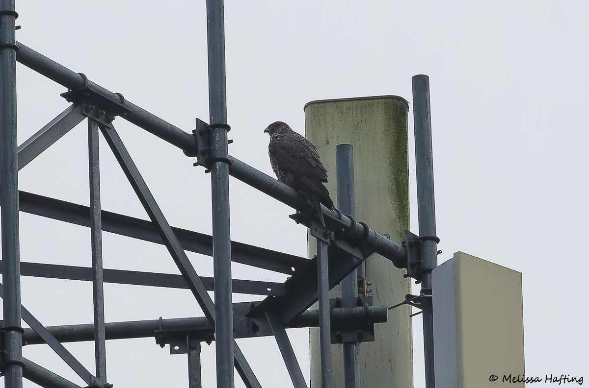 Faucon gerfaut - ML646432780