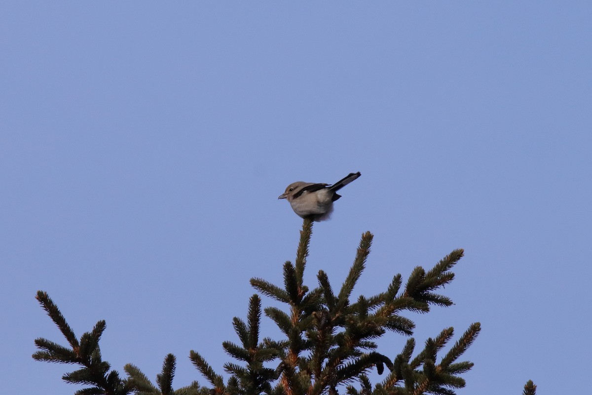 Pie-grièche boréale - ML646432781