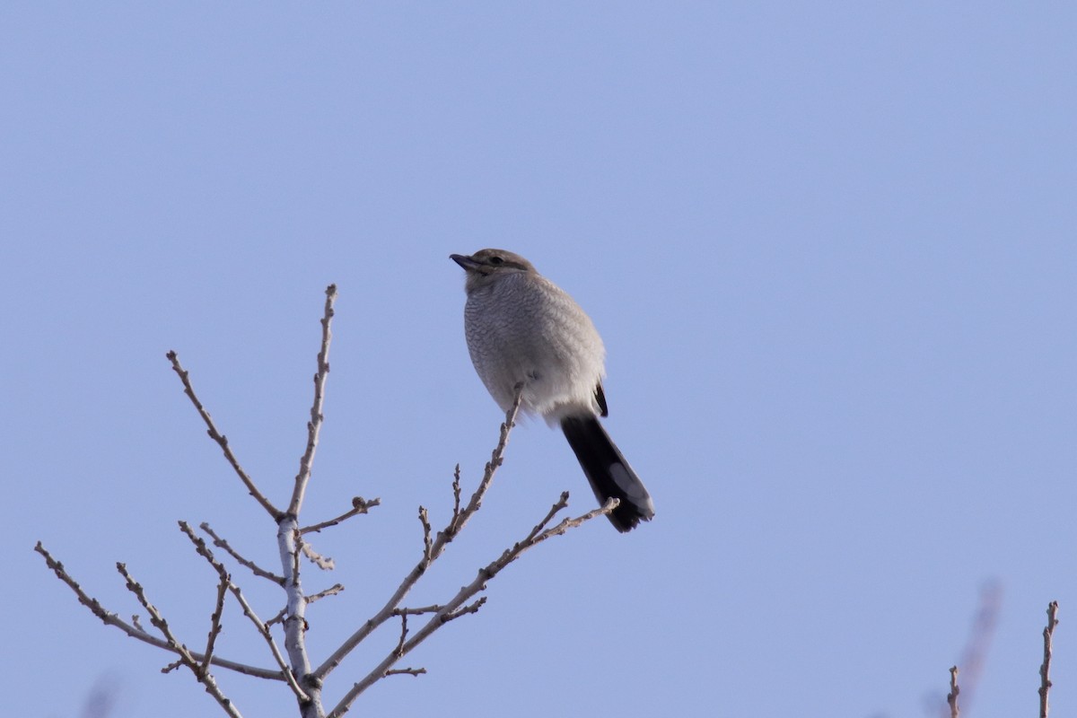 Pie-grièche boréale - ML646432782