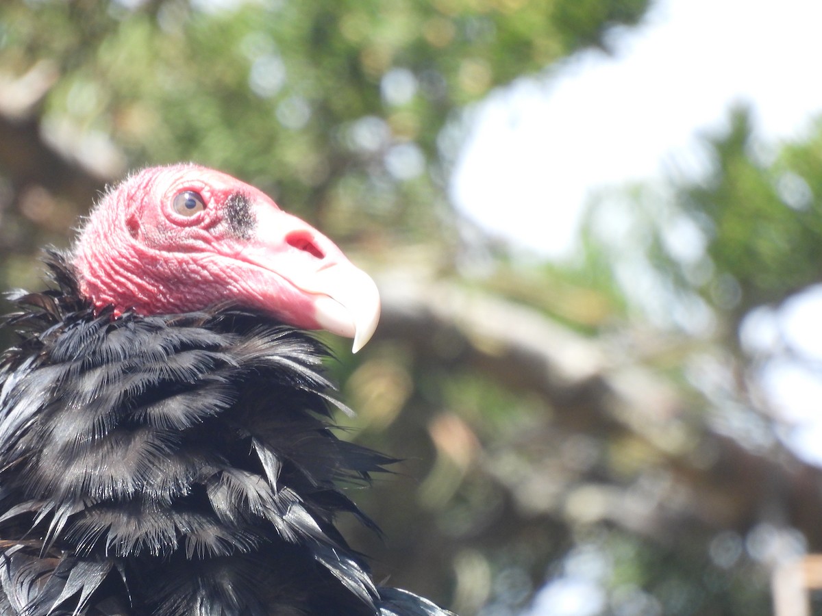 Urubu à tête rouge - ML646432783