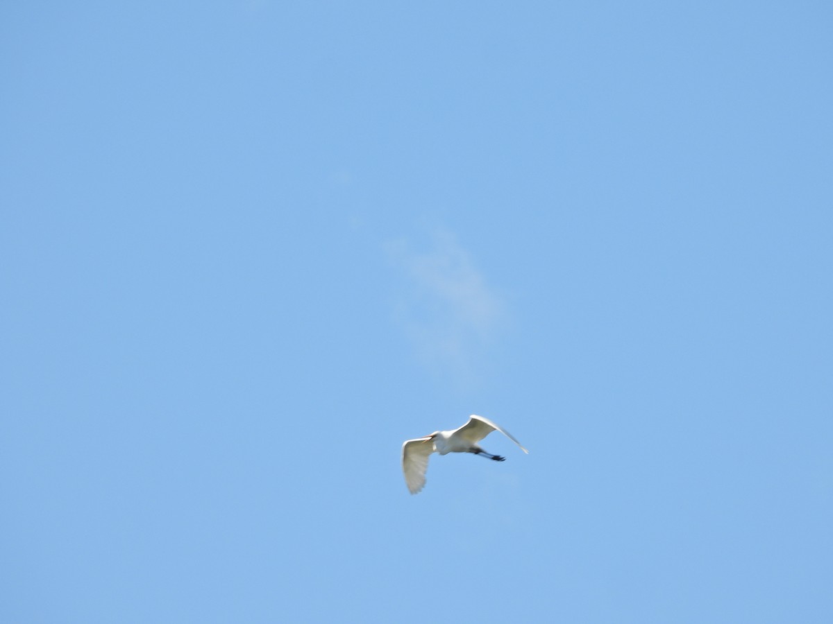 Koartza zuria - ML646432785