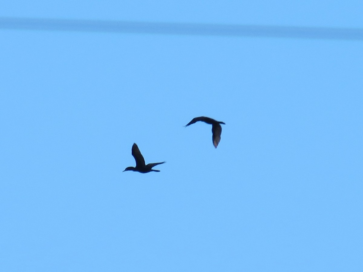 cormoran sp. - ML646432787