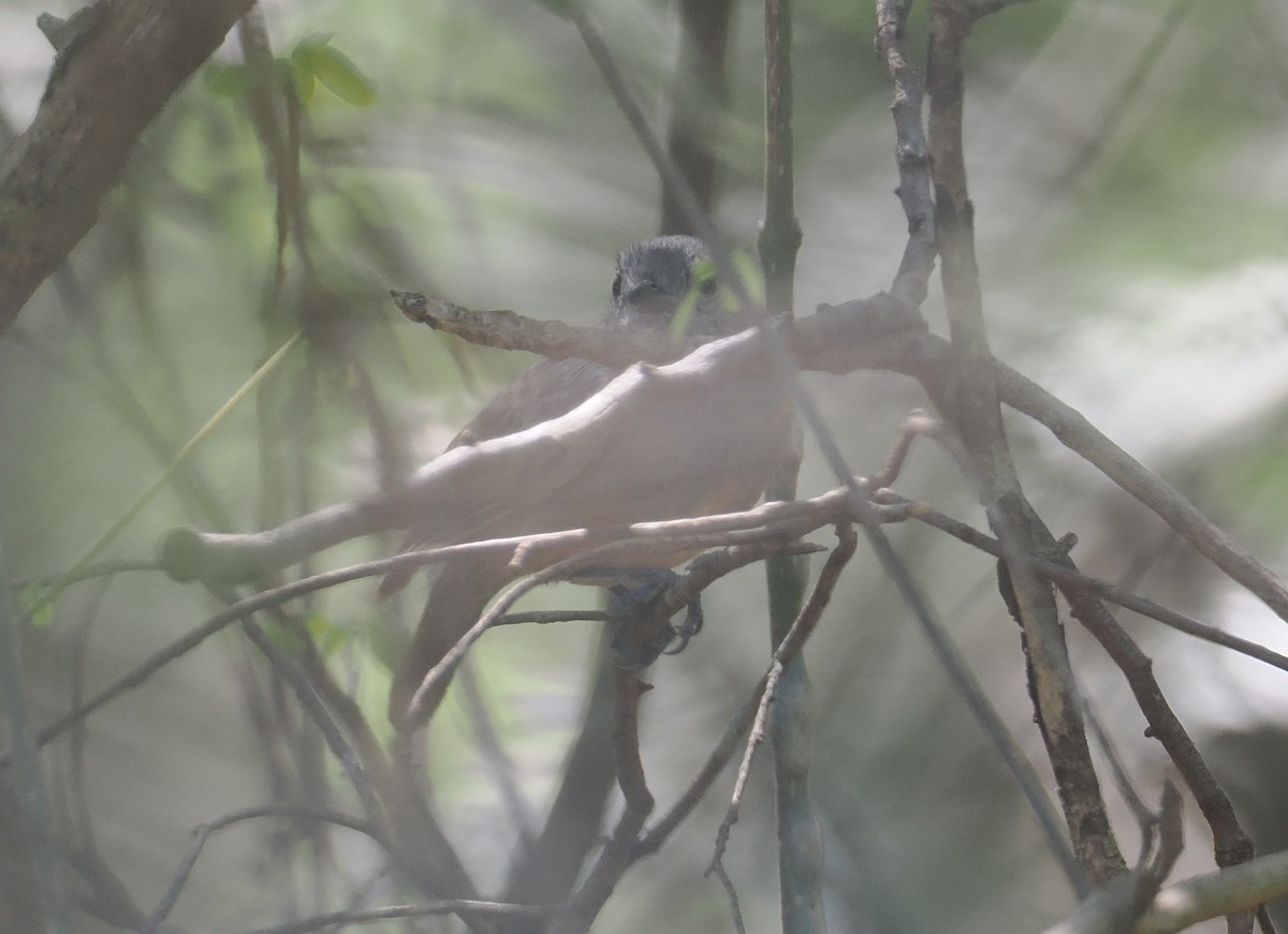 Myrmidon cendré - ML646432797