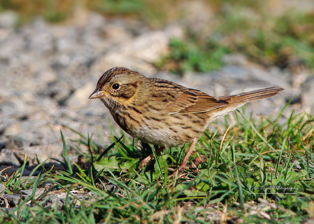 Bruant de Lincoln - ML646432800