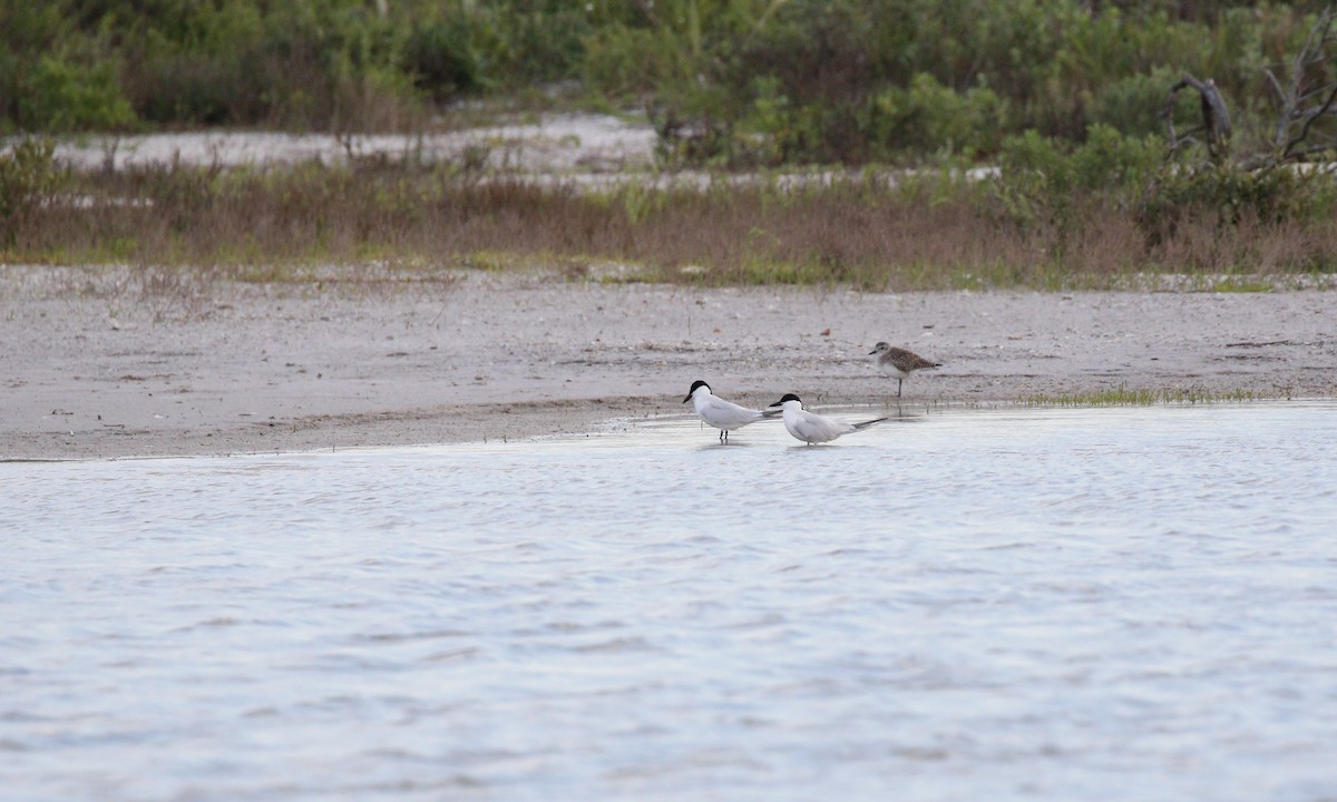 Sterne hansel - ML646432801