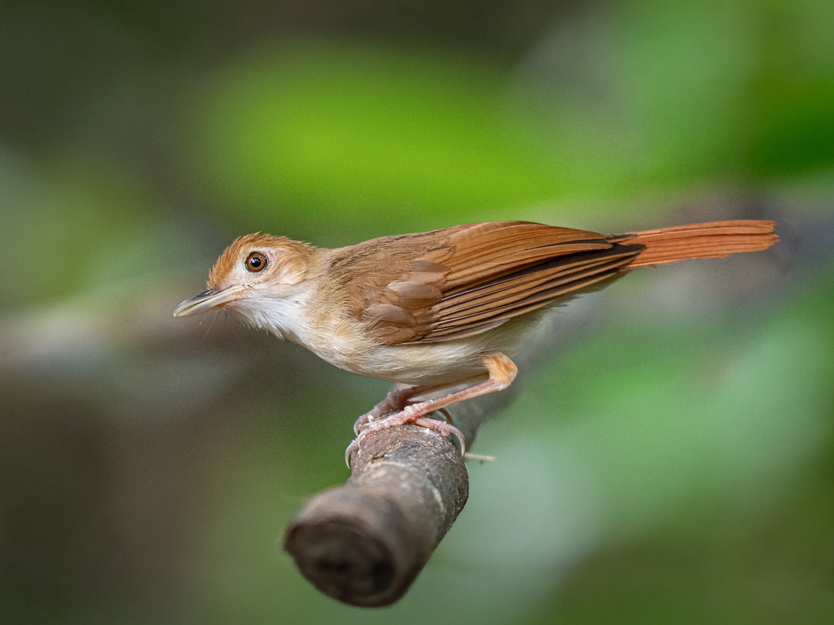 Akalat ferrugineux - ML646432802