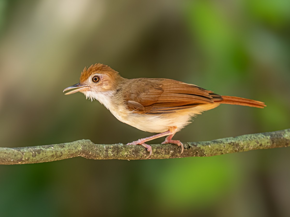 Akalat ferrugineux - ML646432803