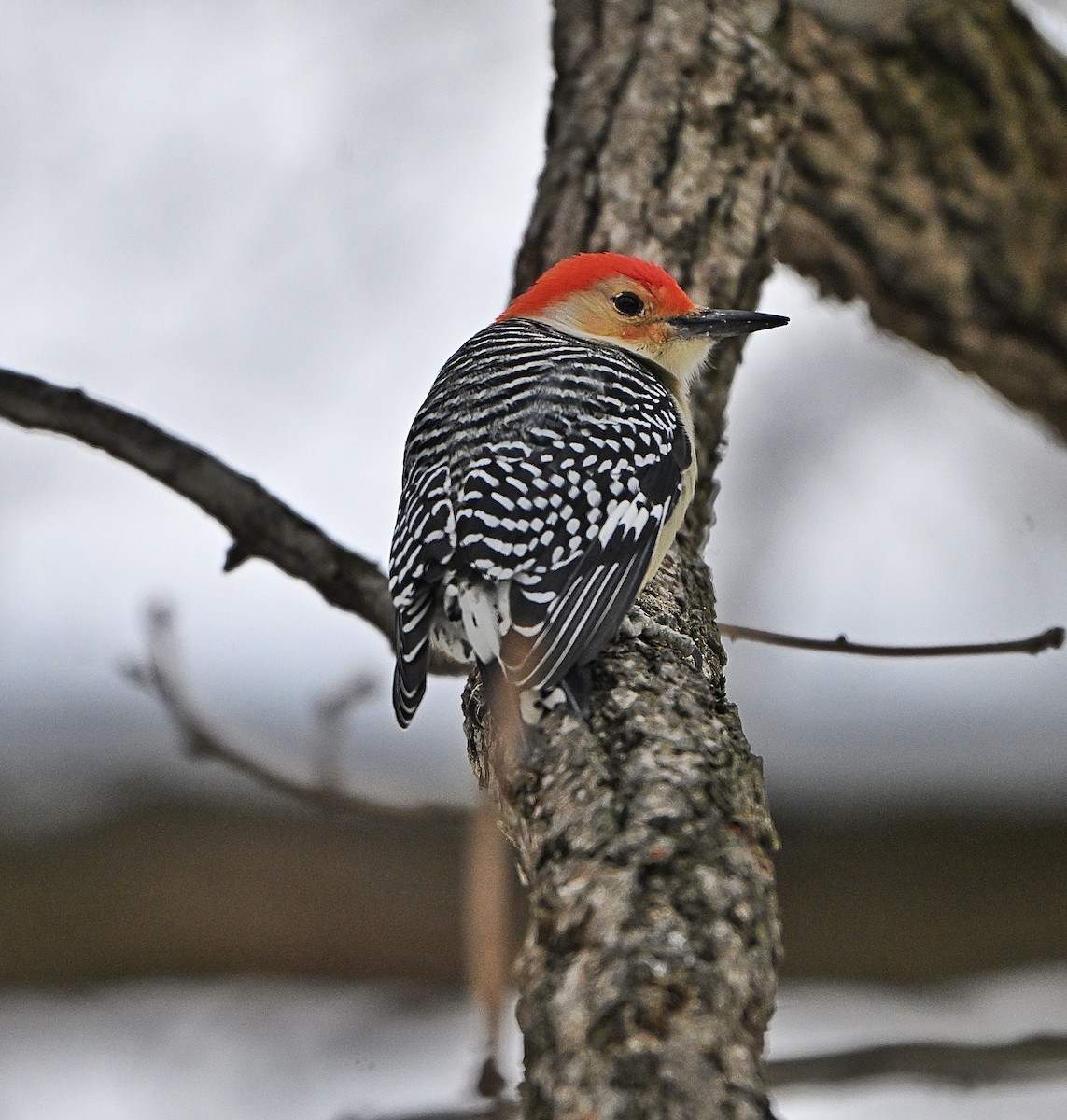 Pic à ventre roux - ML646432804