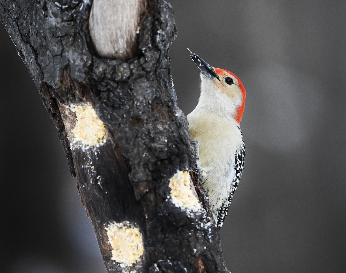 Red-bellied Woodpecker - ML646432805