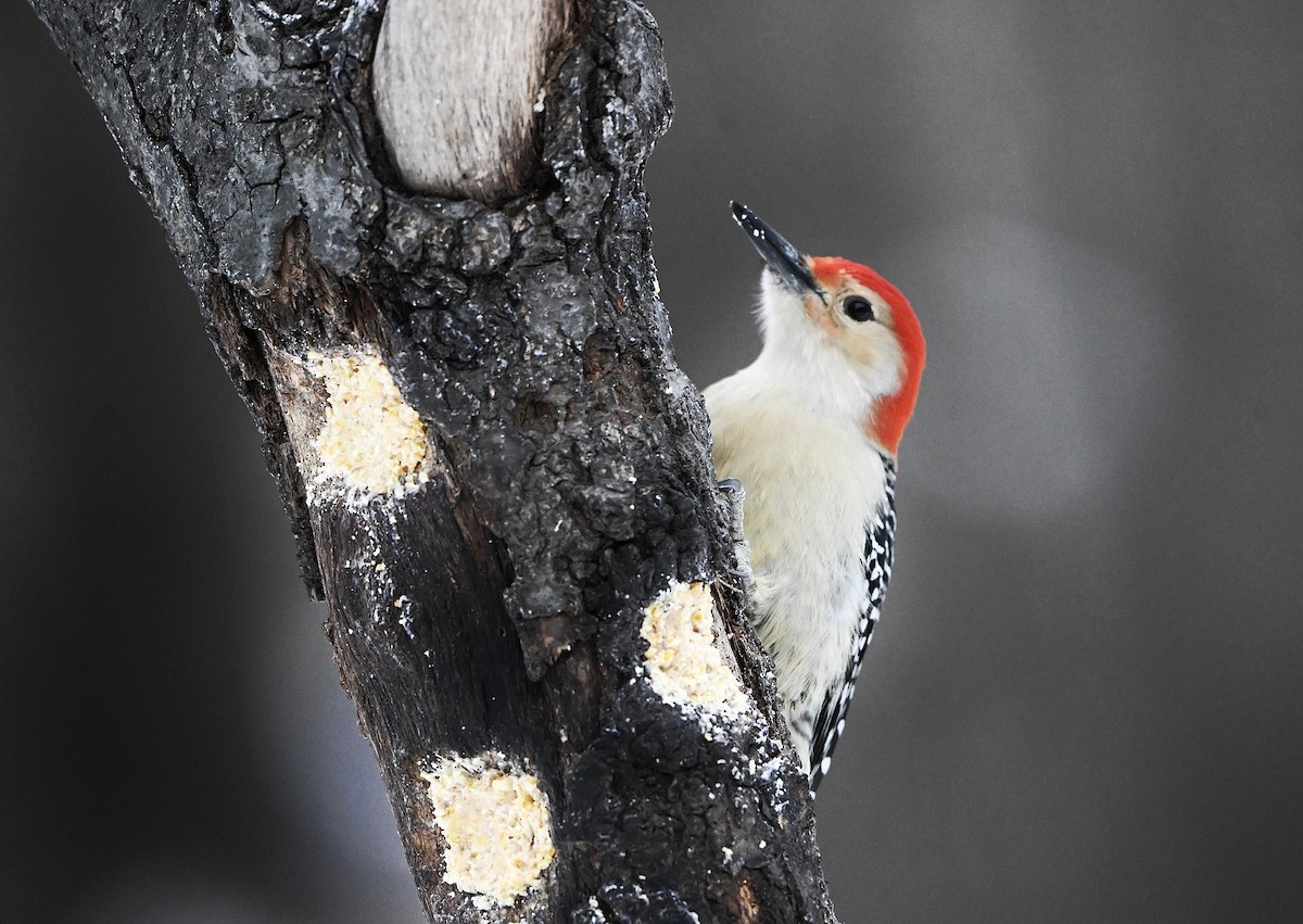 Red-bellied Woodpecker - ML646432806