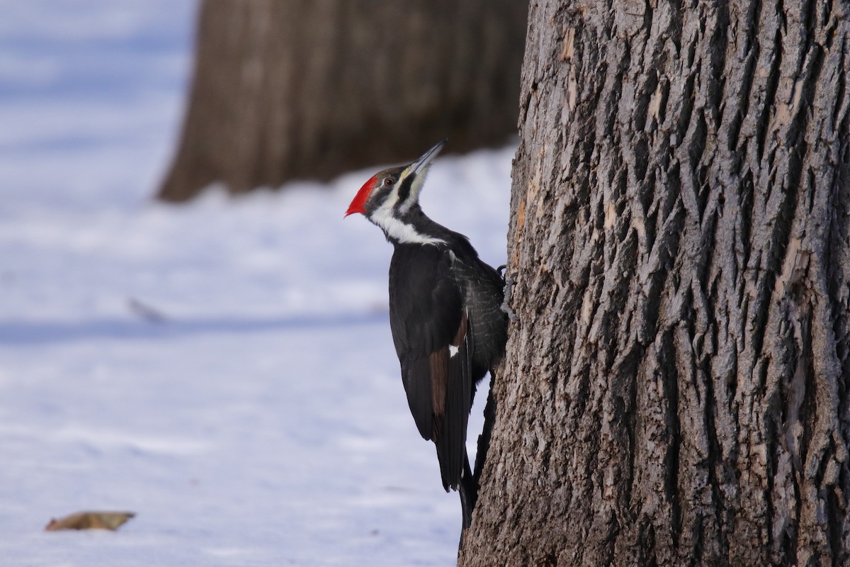 Grand Pic - ML646432807