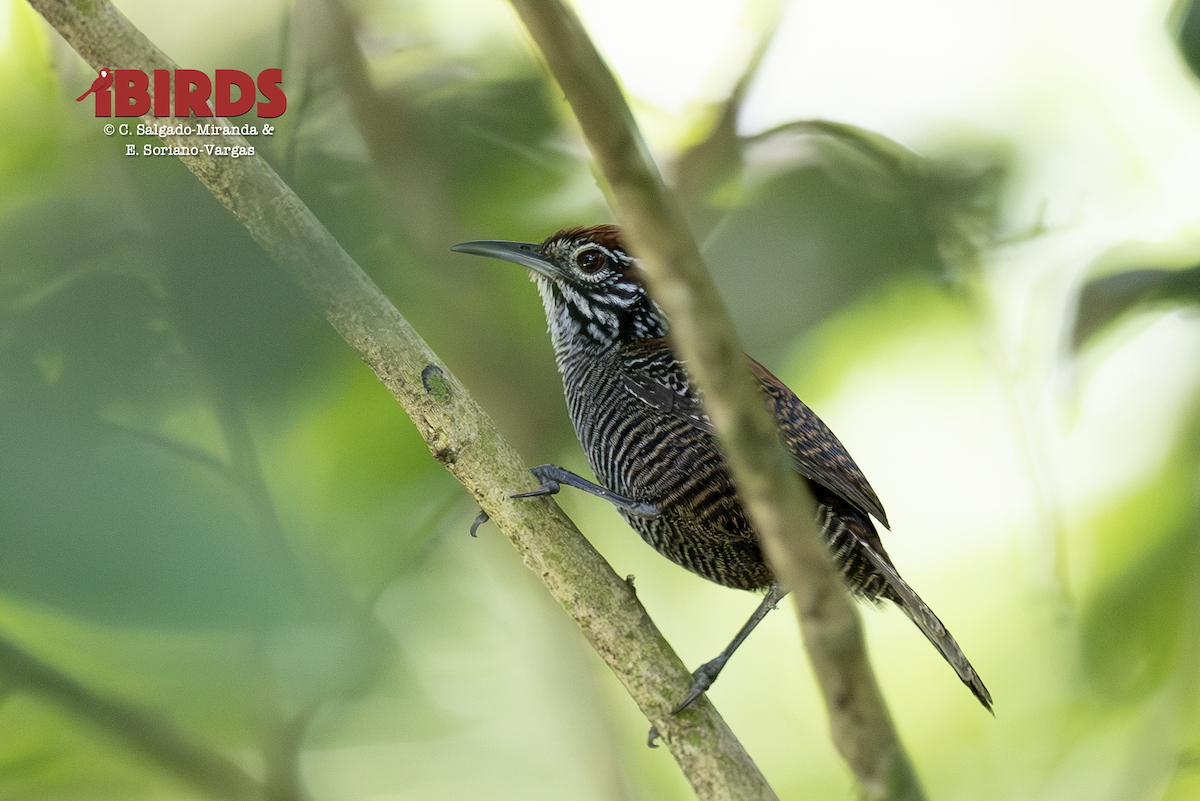 Troglodyte des ruisseaux - ML646432808