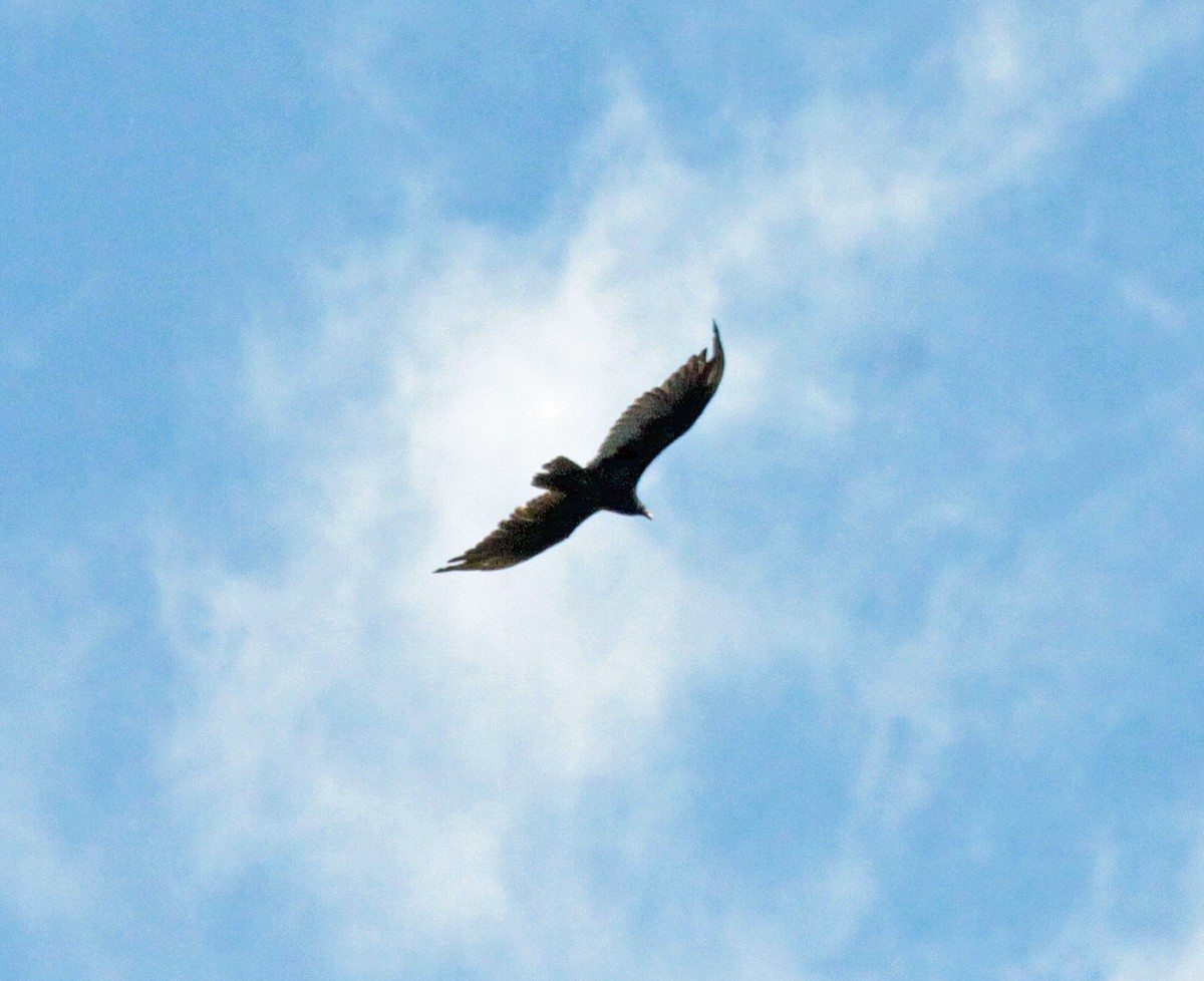 Urubu à tête rouge - ML646432809