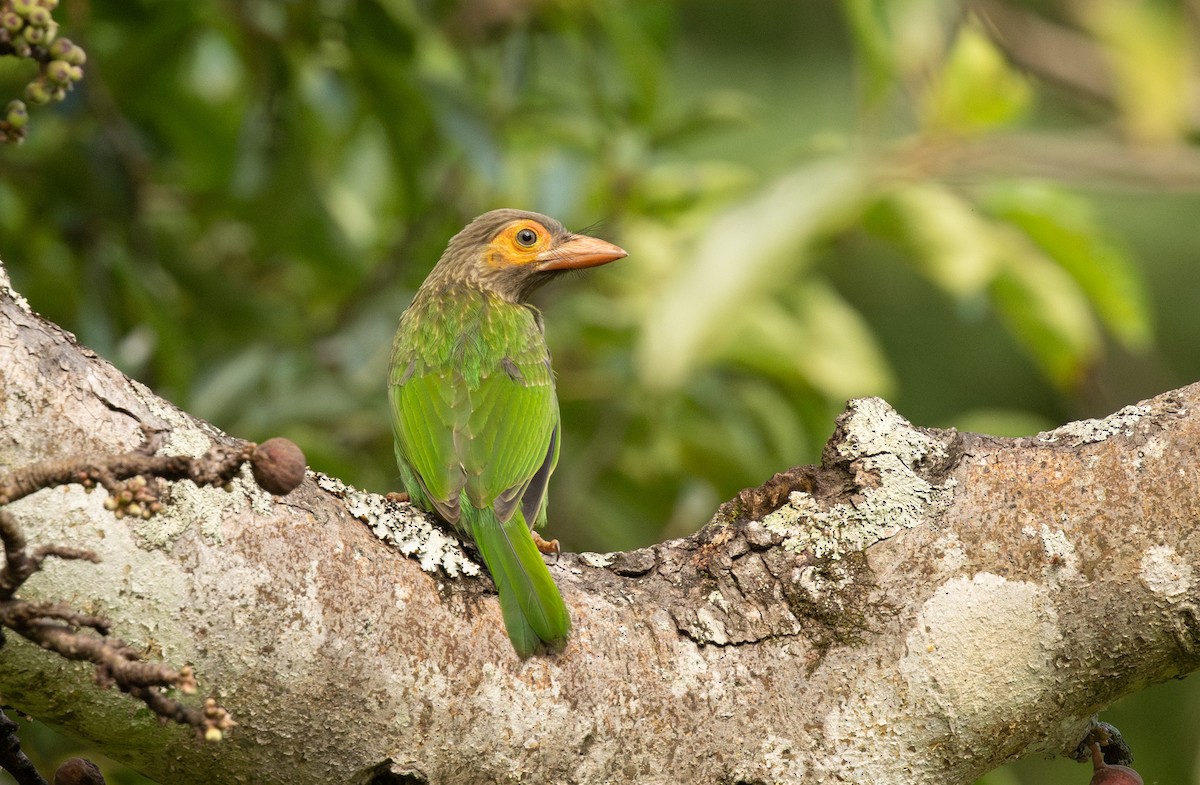 Barbu à tête brune - ML646432810