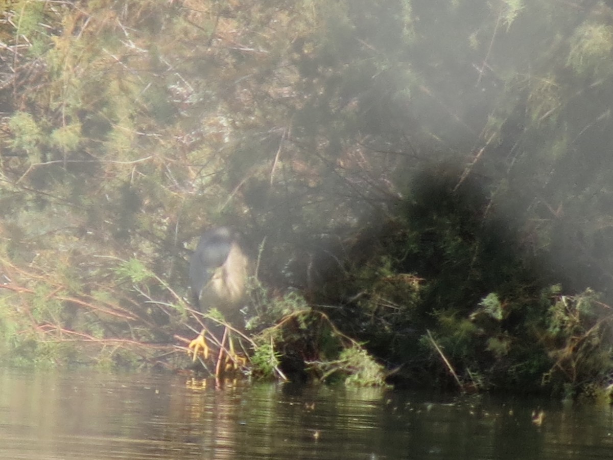 Black-crowned Night Heron - ML646432811